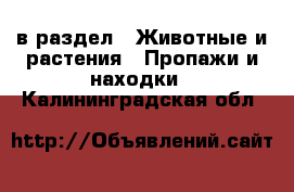  в раздел : Животные и растения » Пропажи и находки . Калининградская обл.